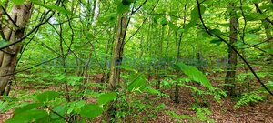 Predaj chata 40 m2 s pozemkom 2000 m2 Nižný Klátov pri meste Košice — foto 30